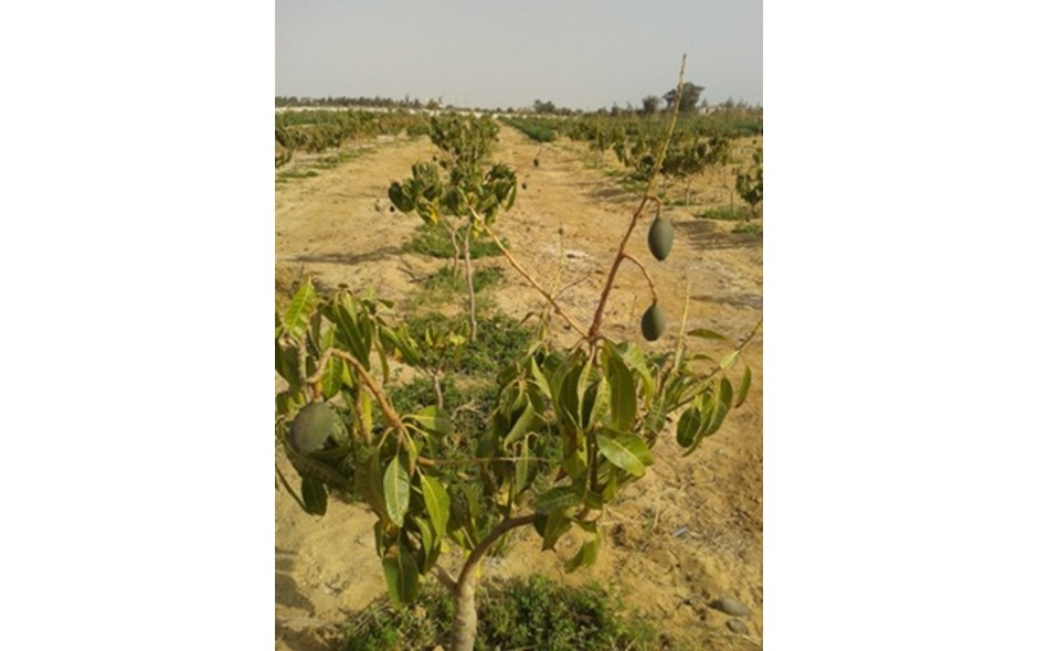 مرزعة مانجو وليمون رائعة - 100 دقيقة من القاهرة 