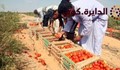 مزرعه 630فدان للبيع
